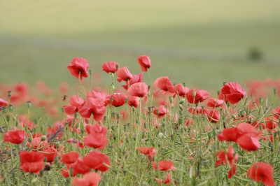 Early and Notable Signers of the Cornwall Declaration