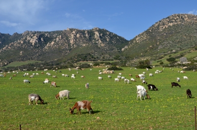 Humpty Dumpty Policies