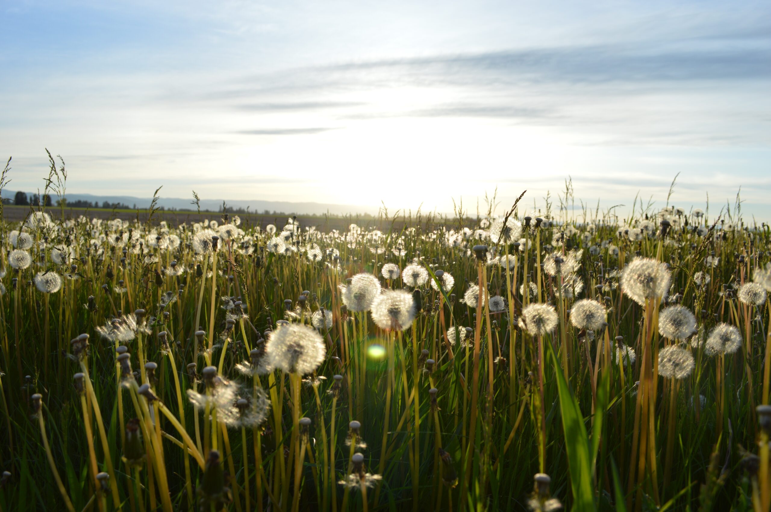 We Pray for Creation