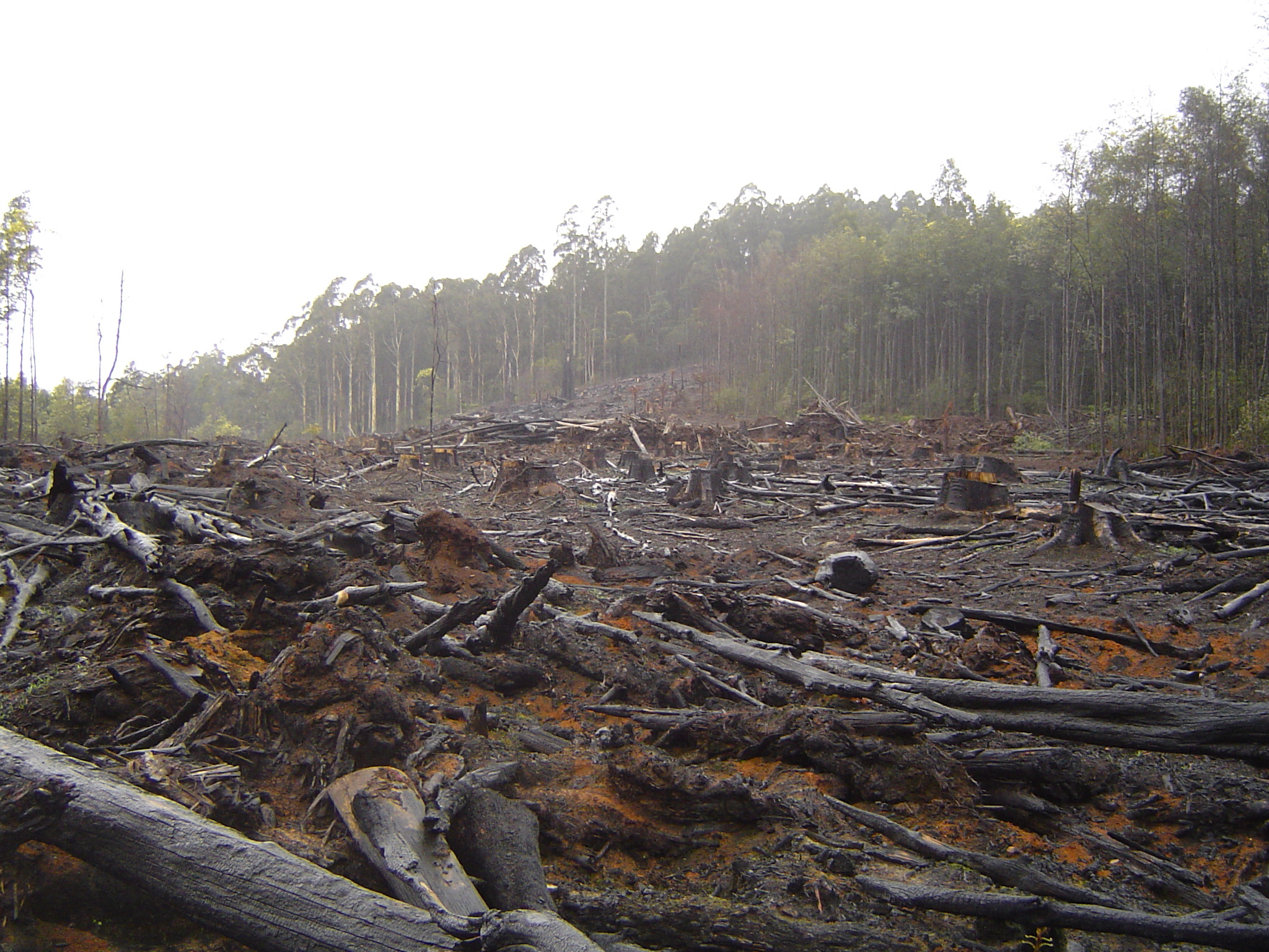 Europe’s Appetite for Wood Pellets Instead of Coal Threatens Forests