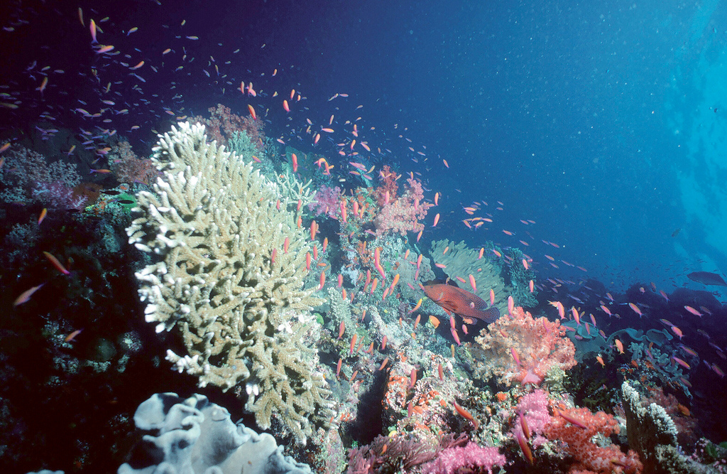 Coral Reefs and Global Warming: Another Eco-disaster Dwindles