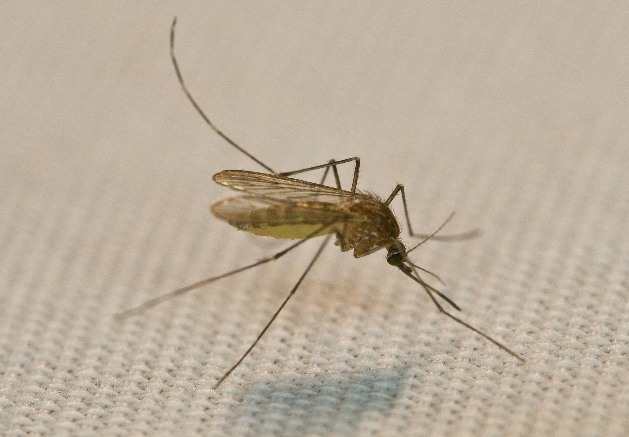 Is Global Warming to Blame for Spread of “Tropical” Diseases?