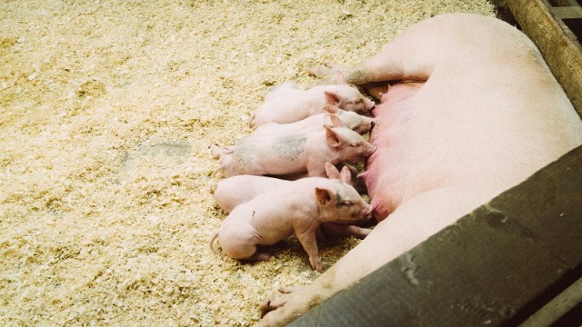 unsplash-pigs-small-640x360