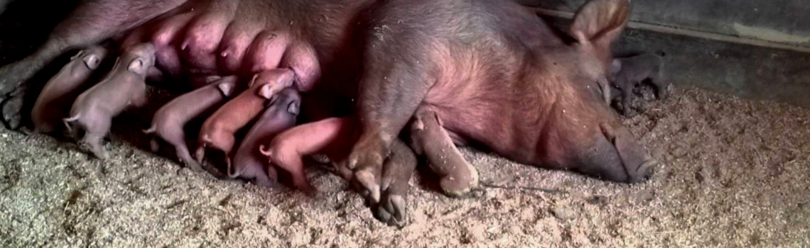 Christianity, Veganism, and Animal Suffering