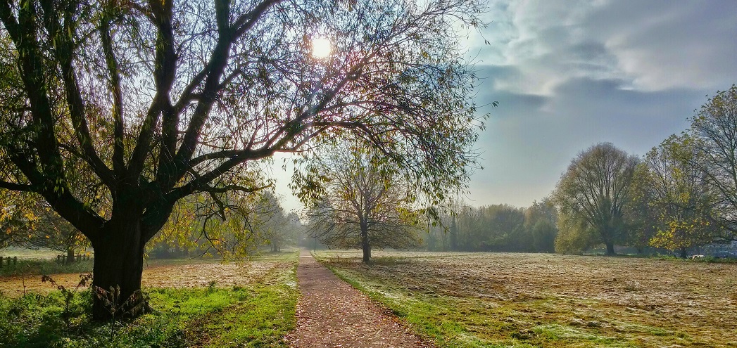 unsplash peace field cropped