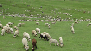 14050818449_346d846036_z