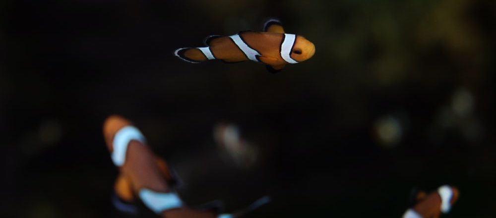 nemo unsplash