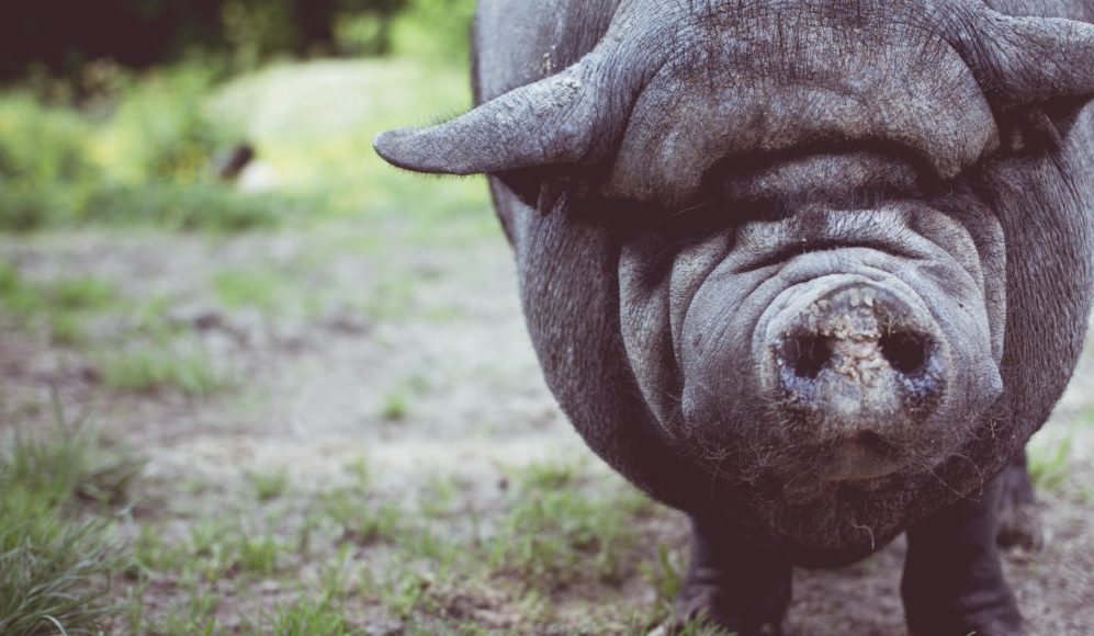 unsplash pig