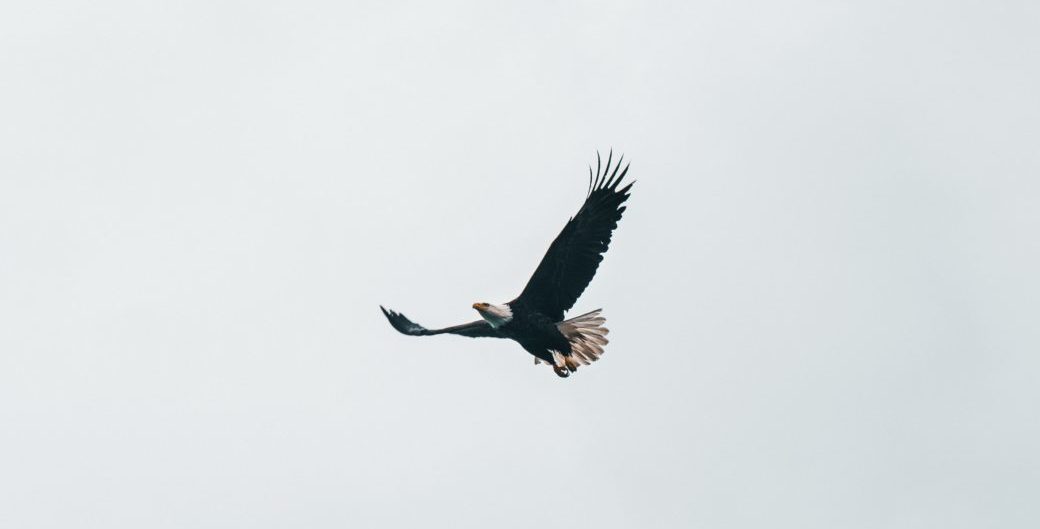 Hey, Americans, Save Your Birds!