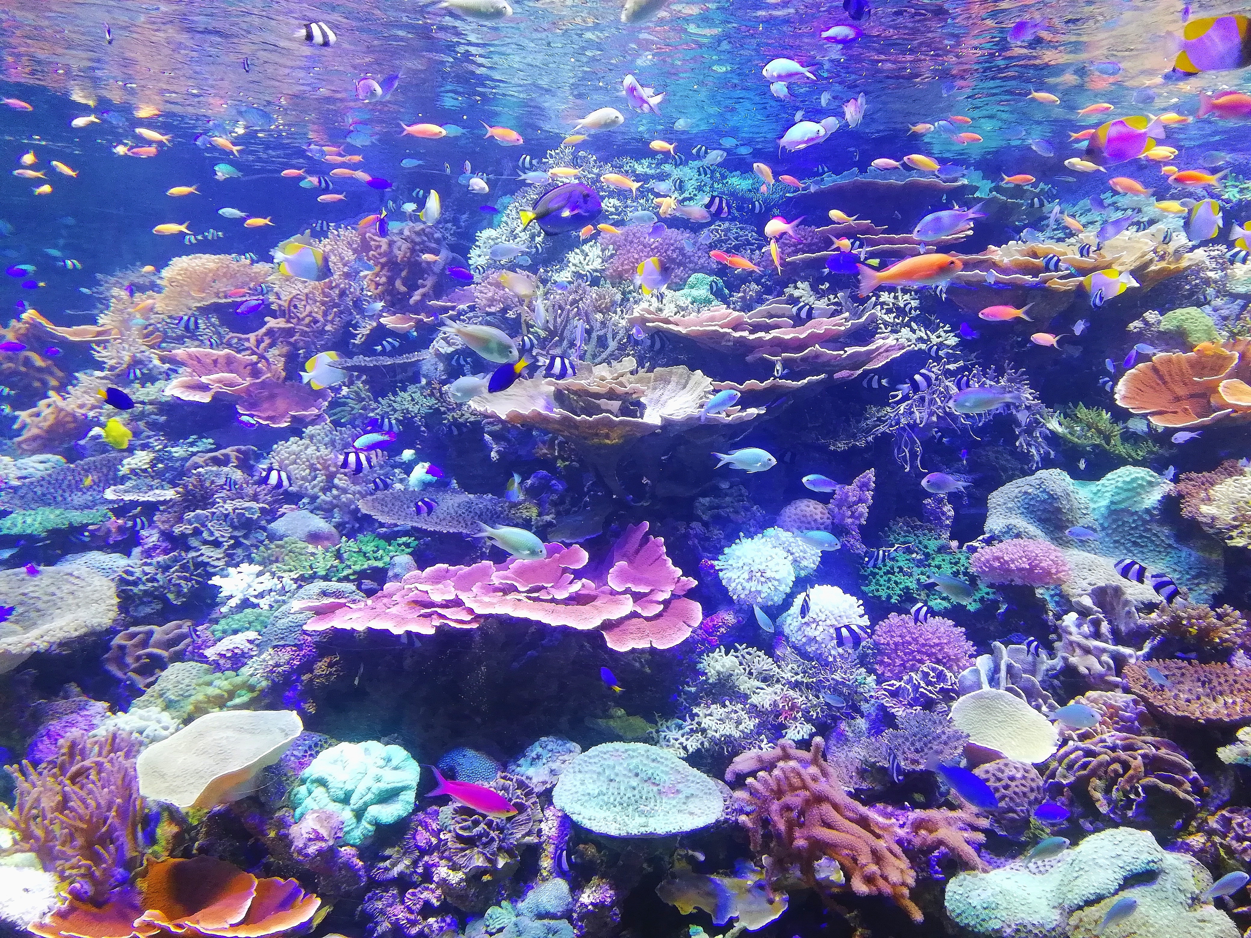If Global Warming Won’t Kill Us, Will Ocean Acidification?