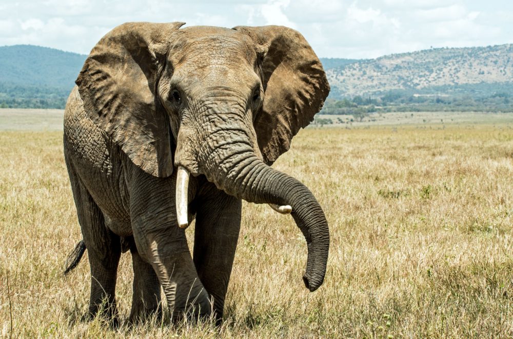 The Elephant in the Room: Lack of Warming and the Eastern Coal Rampage
