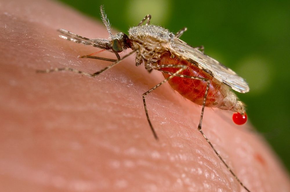 Fighting Malaria with DDT and Infertile Mosquitoes: You Can Help!