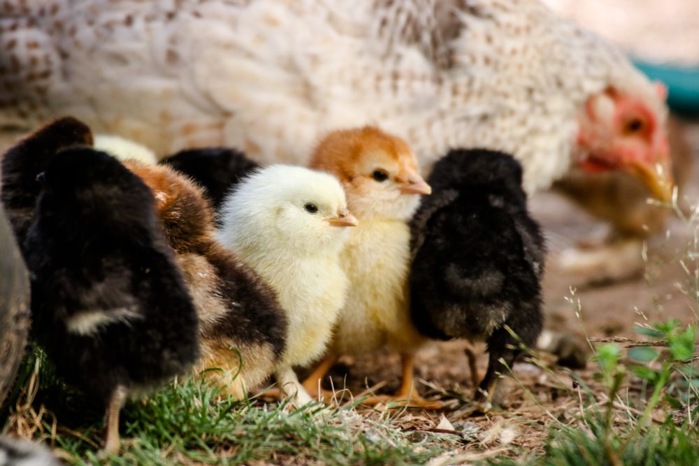 Why Climate Change Chicken Littles Demand Action NOW!