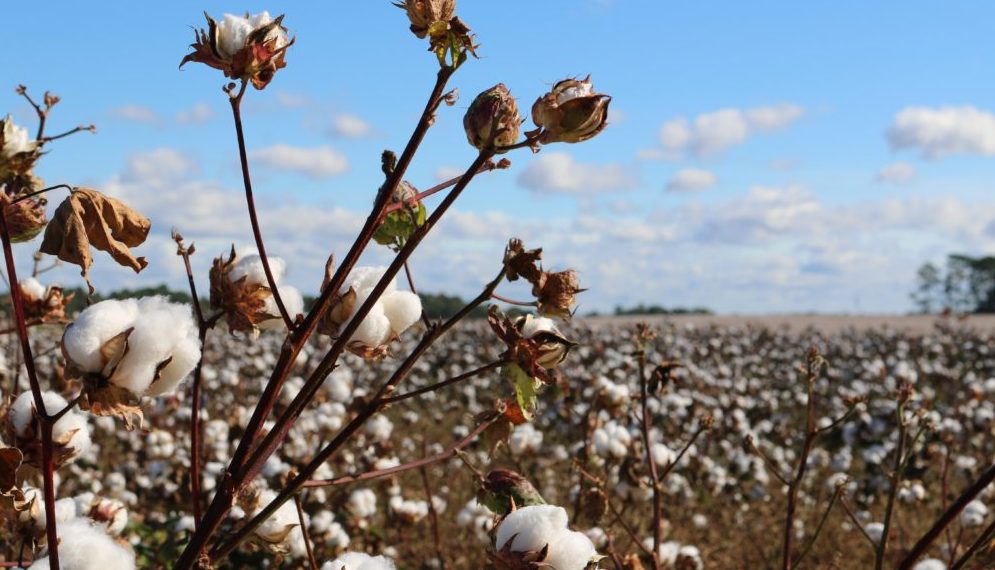 GMO: The Missing Link of India’s Agricultural Future and the Solution to Food Poverty