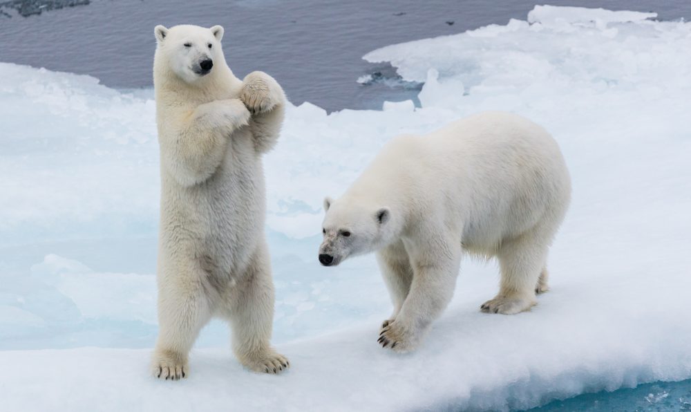 The Myth That the Polar Bear Population Is Declining
