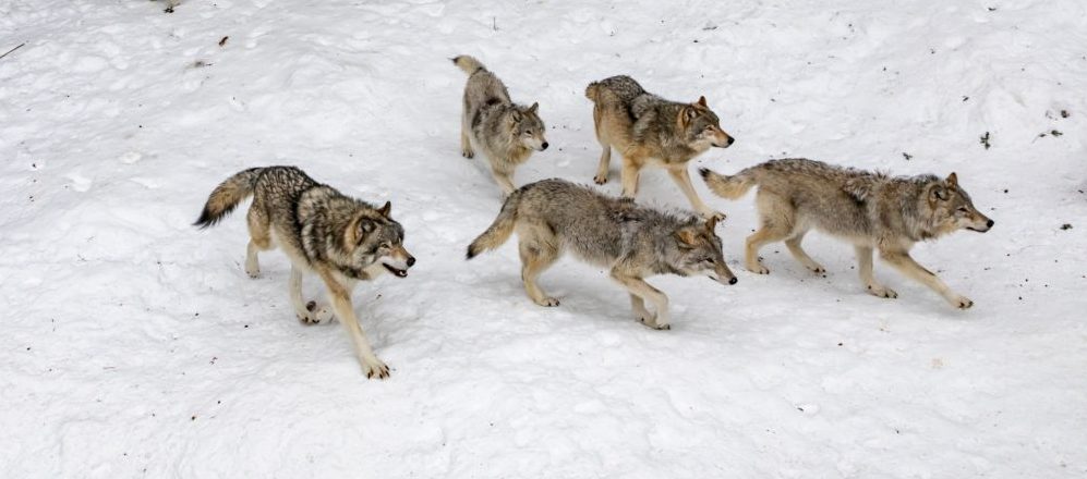 When Wolves Infiltrate the Sheepfold: Discerning Climate Truth From Falsehood in Churches