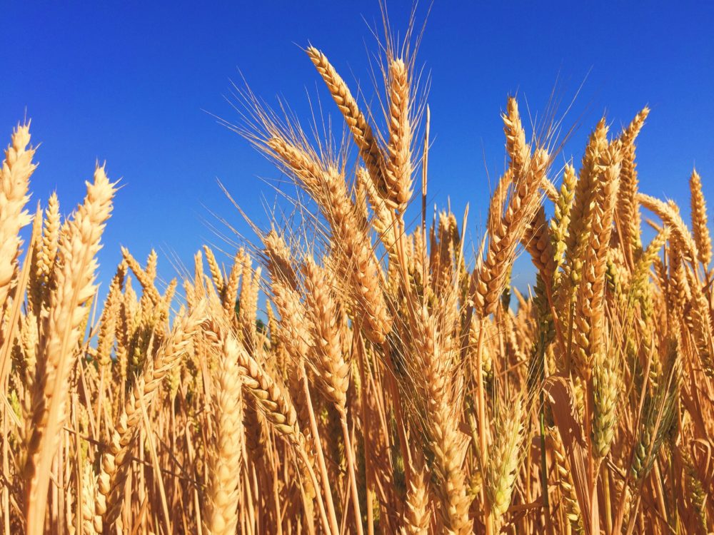 Isn’t Gene Editing a Better Form of Crossbreeding?