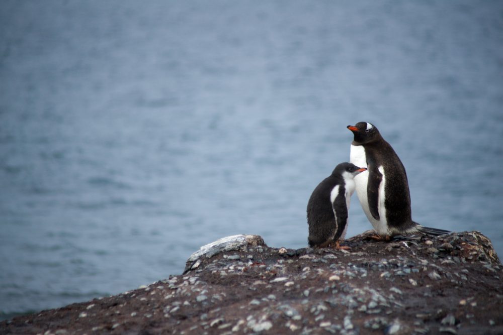 T-Shirt Time in Antarctica?
