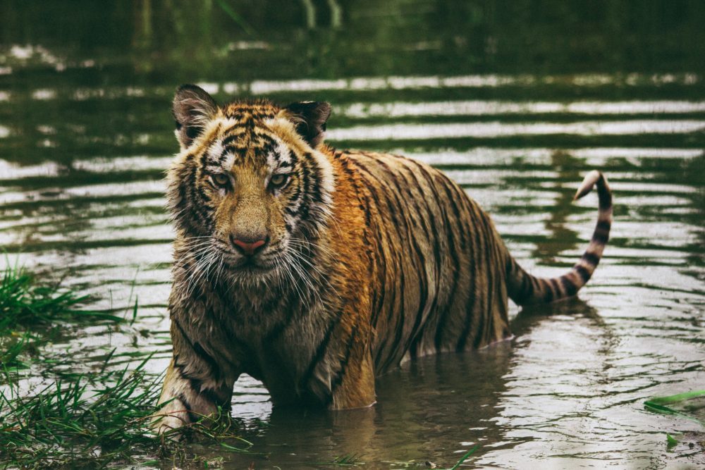 Beyond the Blinders: Economic Progress in the Age of Radical Environmentalism