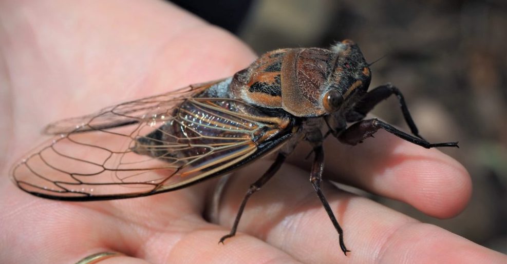 Get Ready for Noisy Summer Nights — Compliments of ‘Mother Nature’