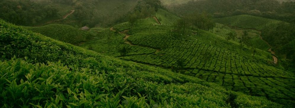 Indian environmental scientist blasts anti-GMO celebrity Vandana Shiva for ‘baseless’ assault on biotech crops