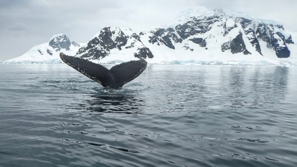 Is Climate Change a Threat to Arctic and Antarctic Sea Ice?