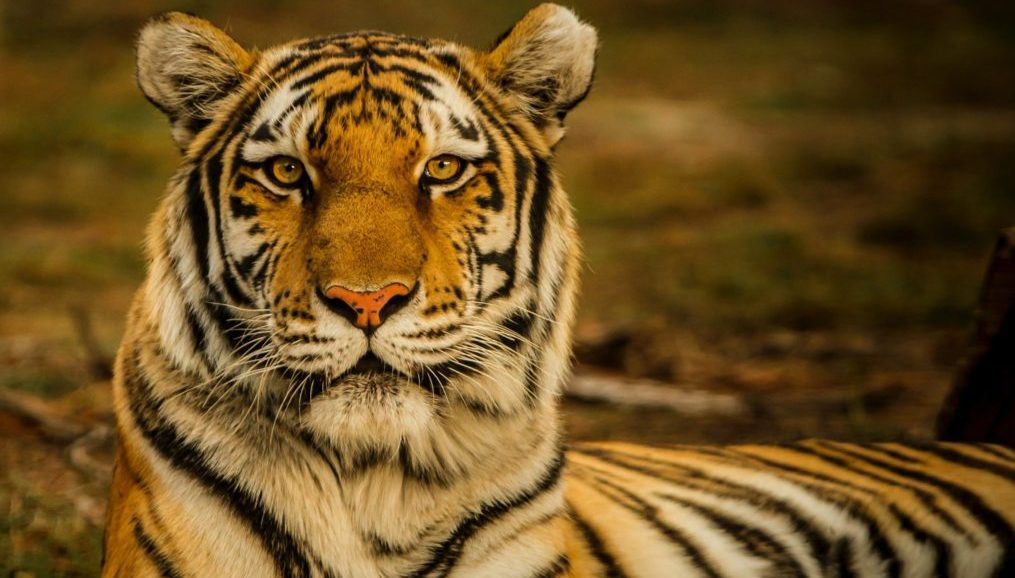 Return of the tiger: Wildlife conservation amidst rapid economic development