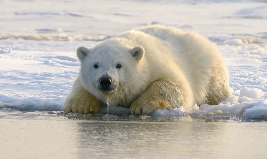 BBC Bear Propaganda Melts Under Analysis