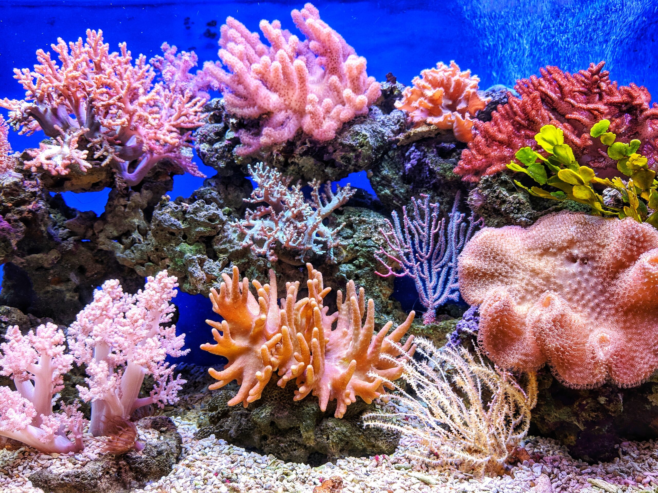 Get it Right, Washington Post, Climate Change Isn’t Causing a Decline in Coral Reefs