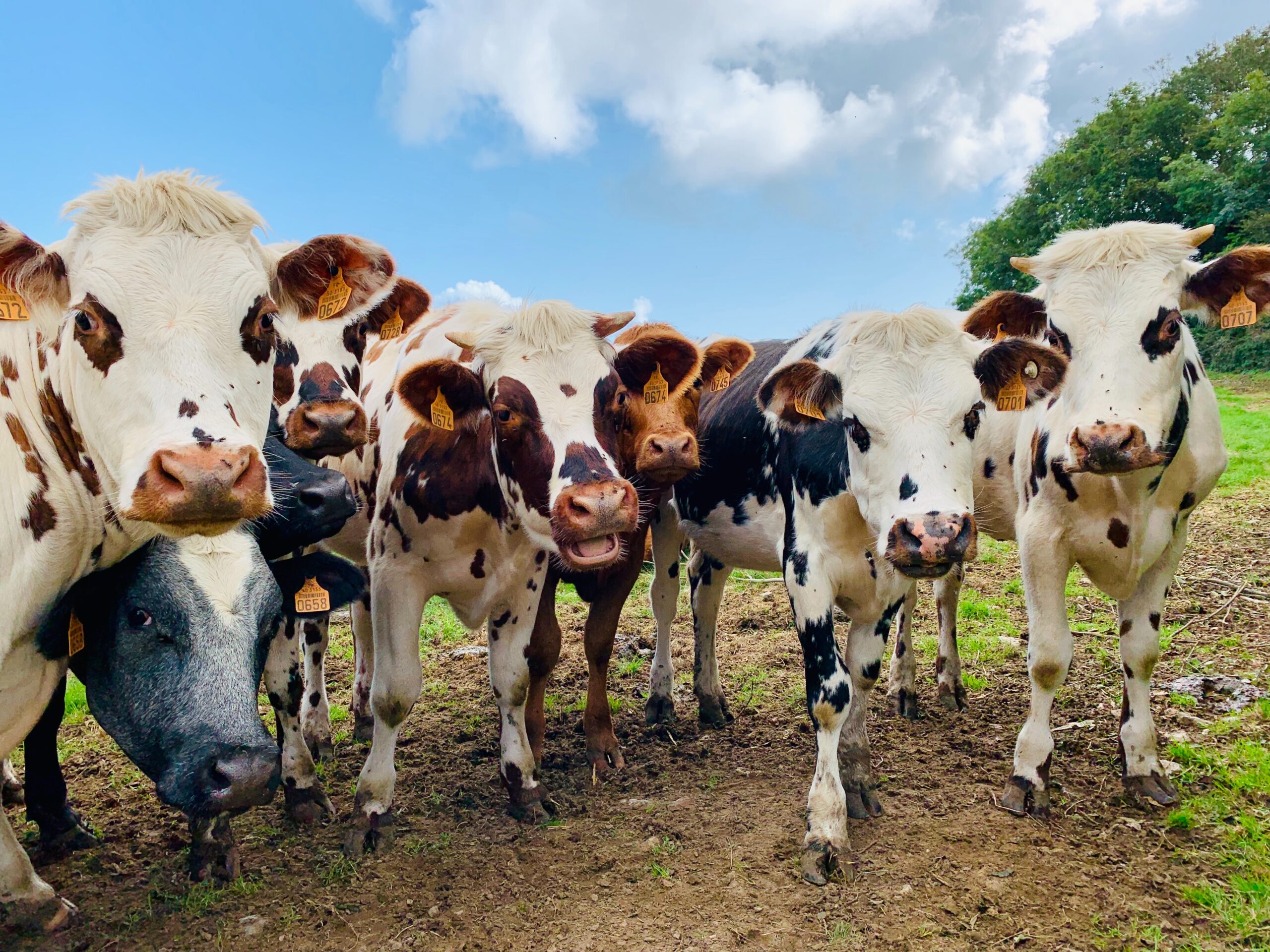Regulating the Texas Dairy Industry