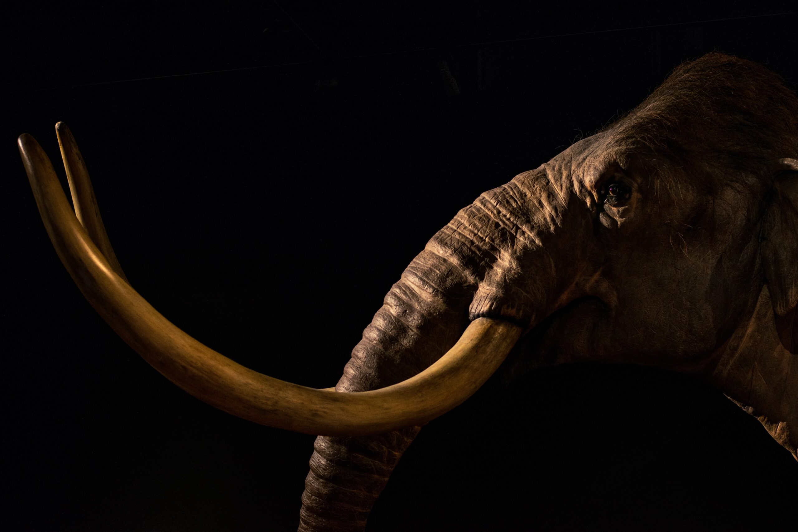 Jurassic Mammoths?