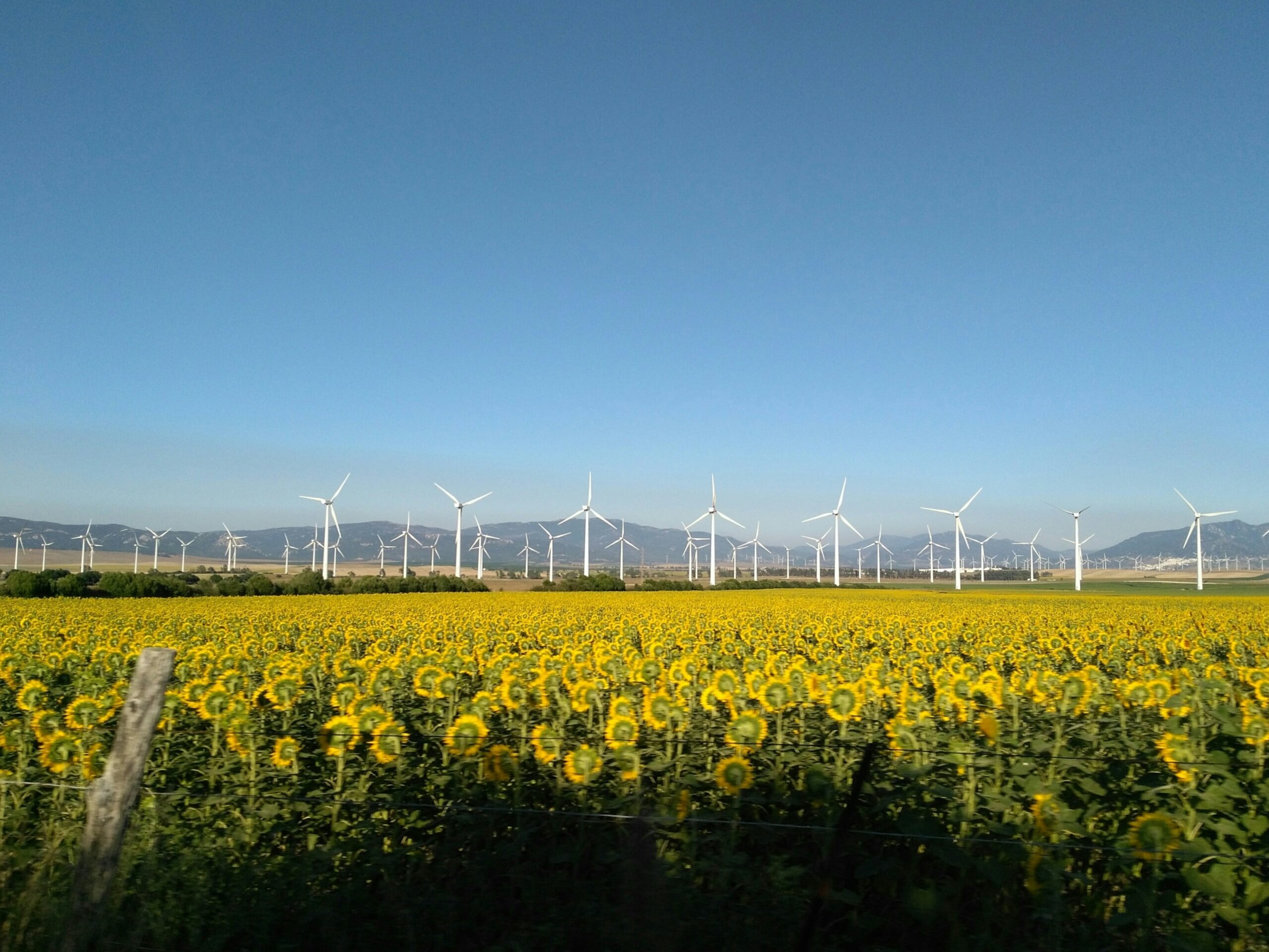 Proposals For a Windfall Profits Tax Are Damaging Even If Never Enacted