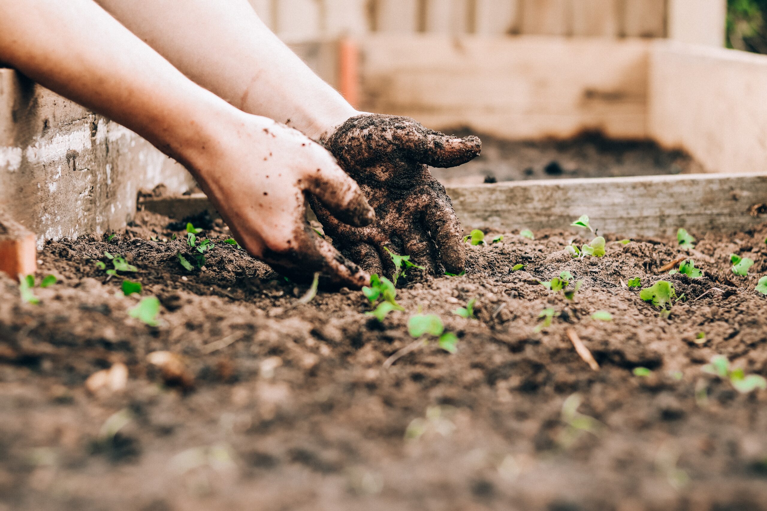 Why Are Farmers Defying Bans to Cultivate GM Crops?