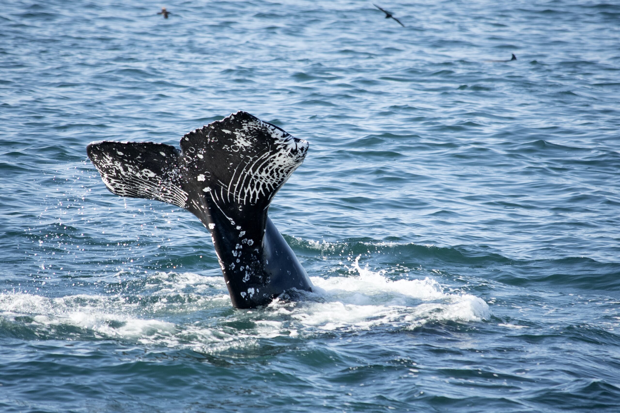 Wind Farm Contractors Acknowledge Turbines Kill Dolphins, Whales