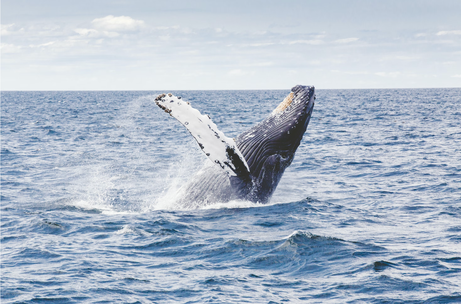 A Tale of Two Whale Protection Groups