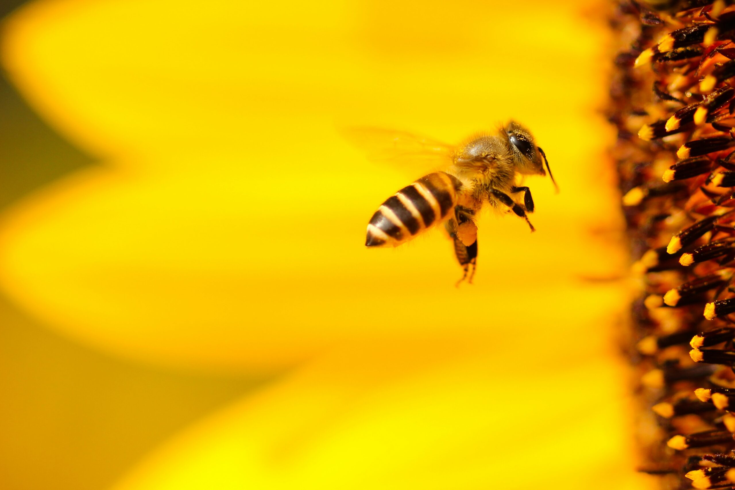 No Climate Crisis for Thriving Honeybees
