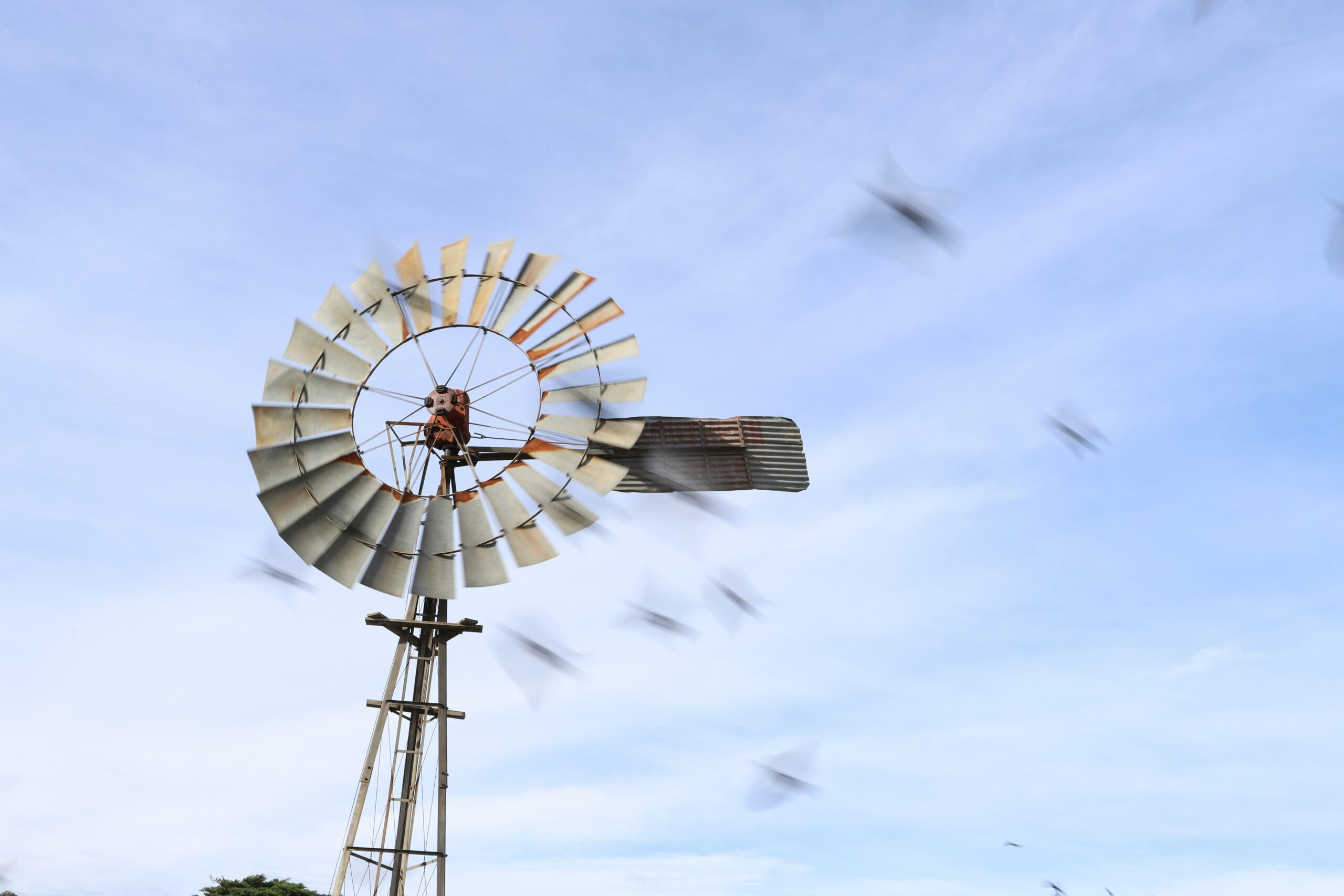 Wind and Solar Slaughtering India’s Iconic Bird