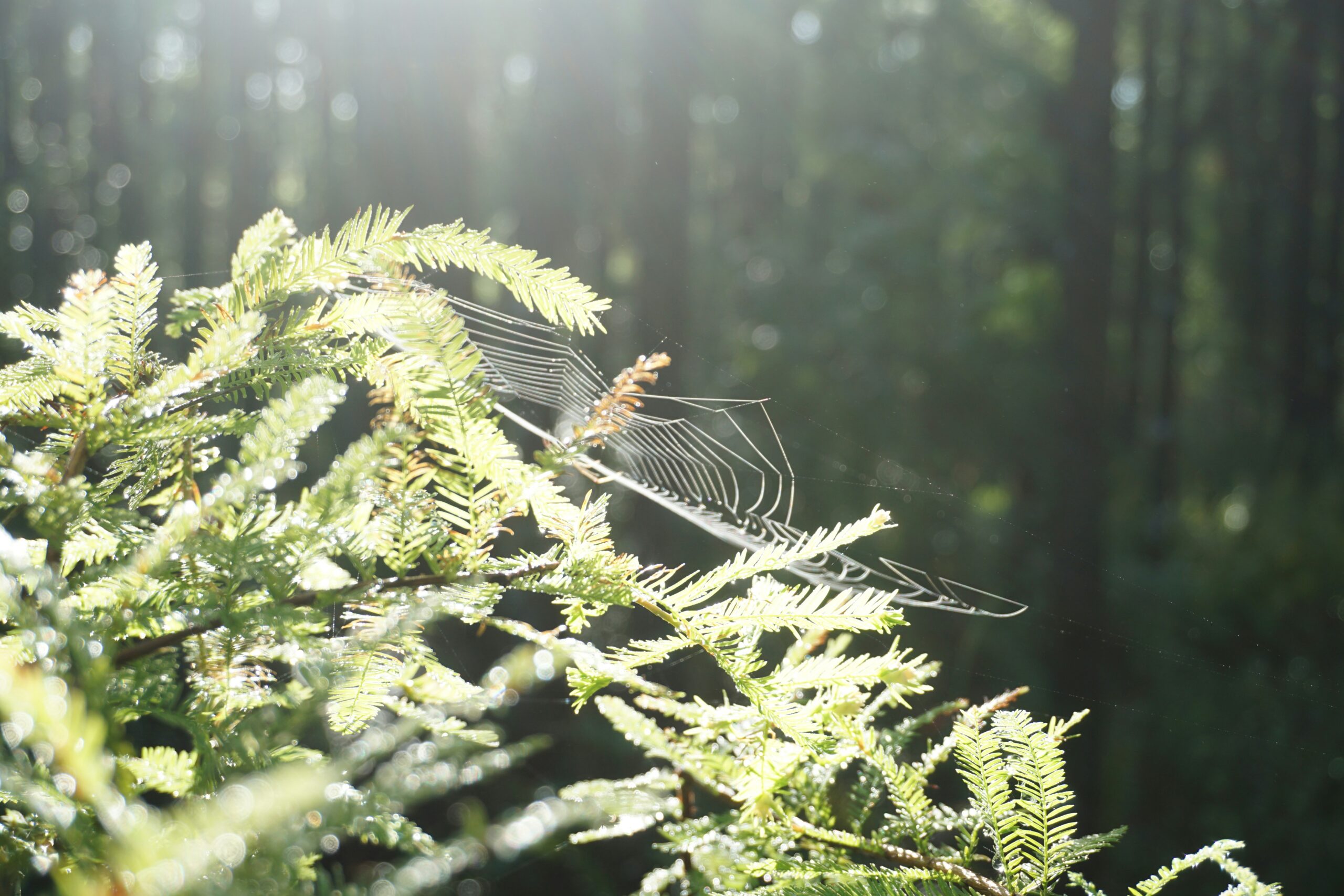 The Empire Strikes Again – in Ethiopia