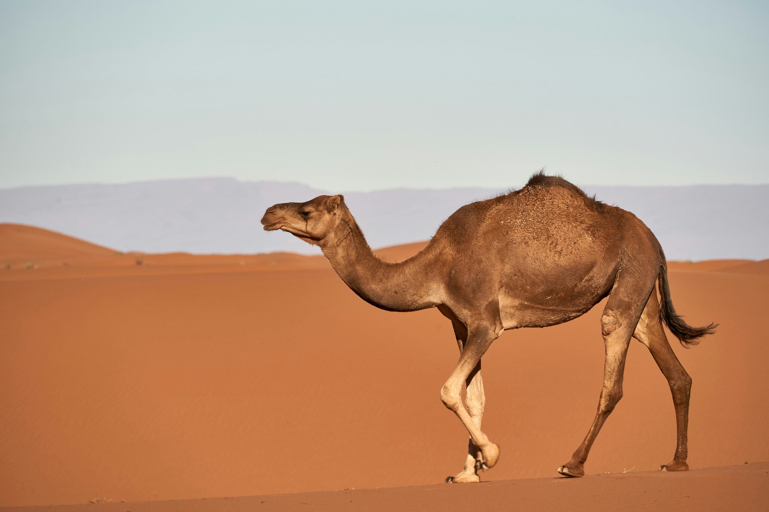 The Story That Climate Fearmongers Don’t Tell
