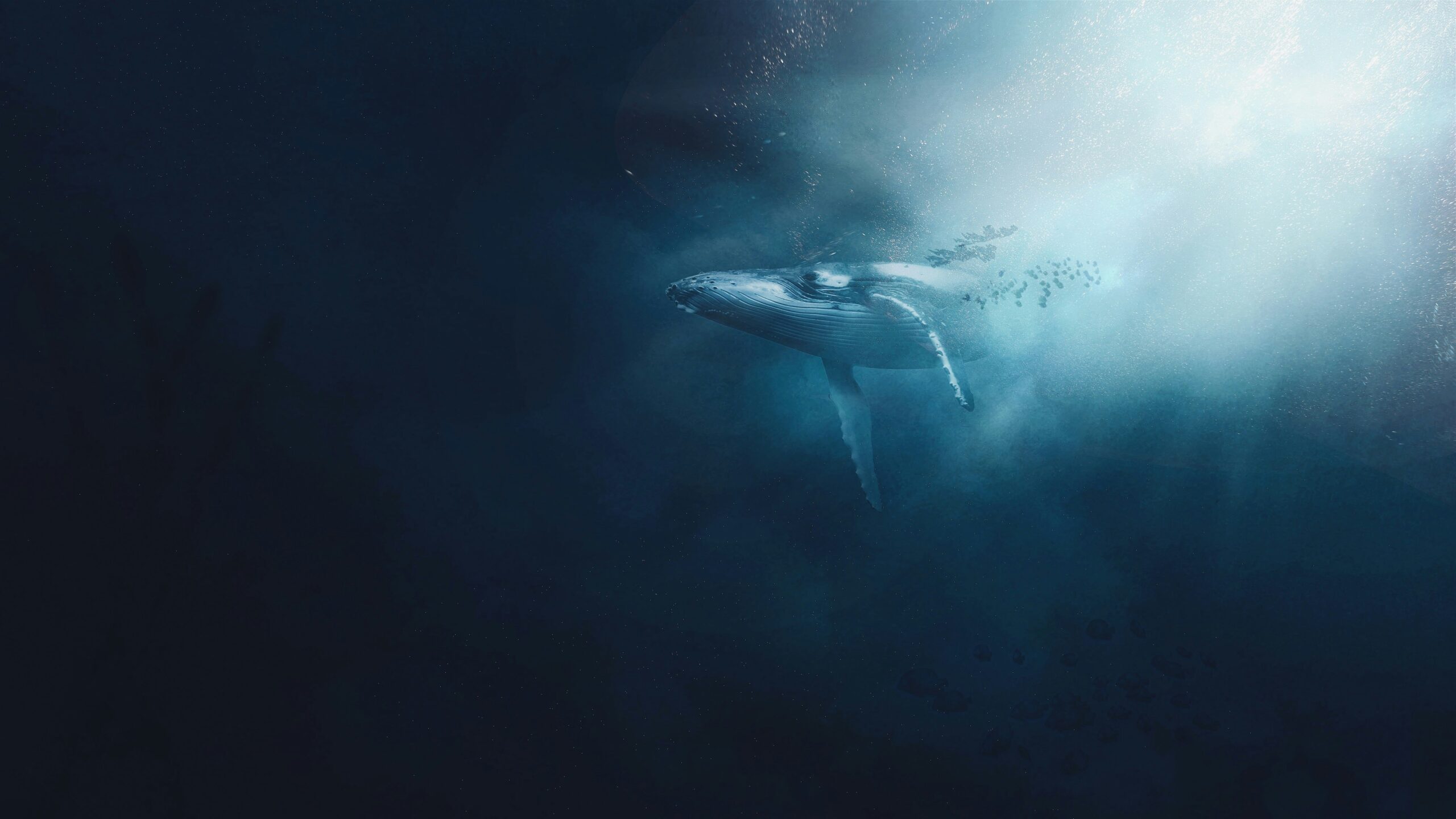 NOAA Permits Wind Energy Operators to Harass and Kill Whales