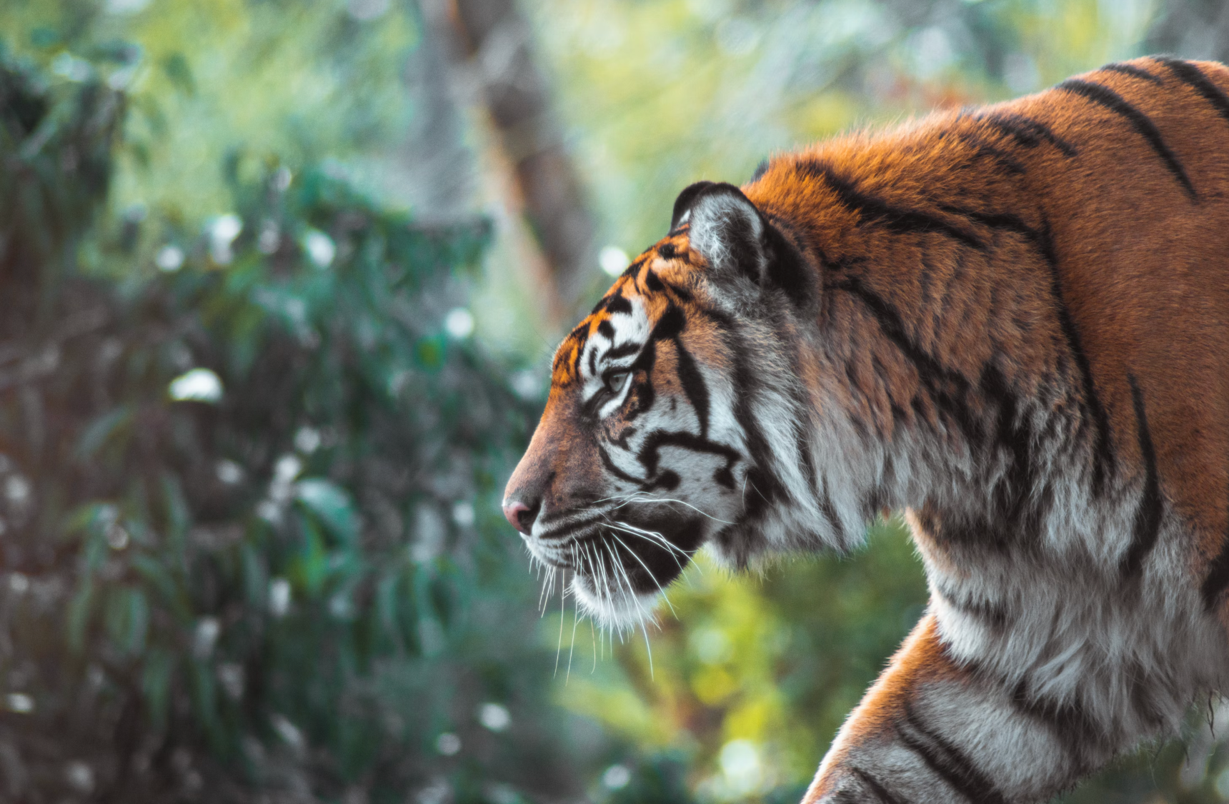 Tiger Populations Depend on Conservation, Not Climate Management