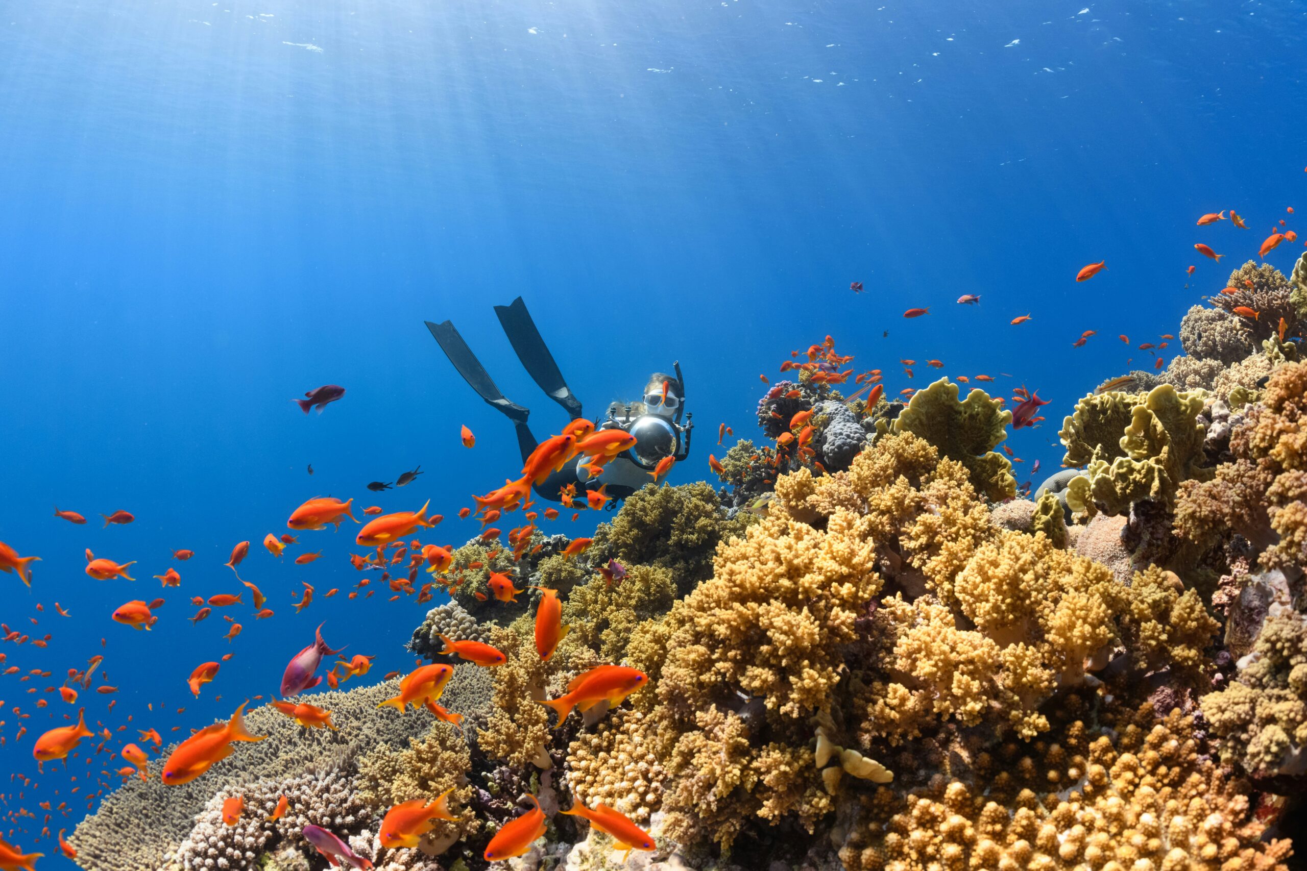 PBS and the False Narrative of “Slowly Dying” Coral Reefs
