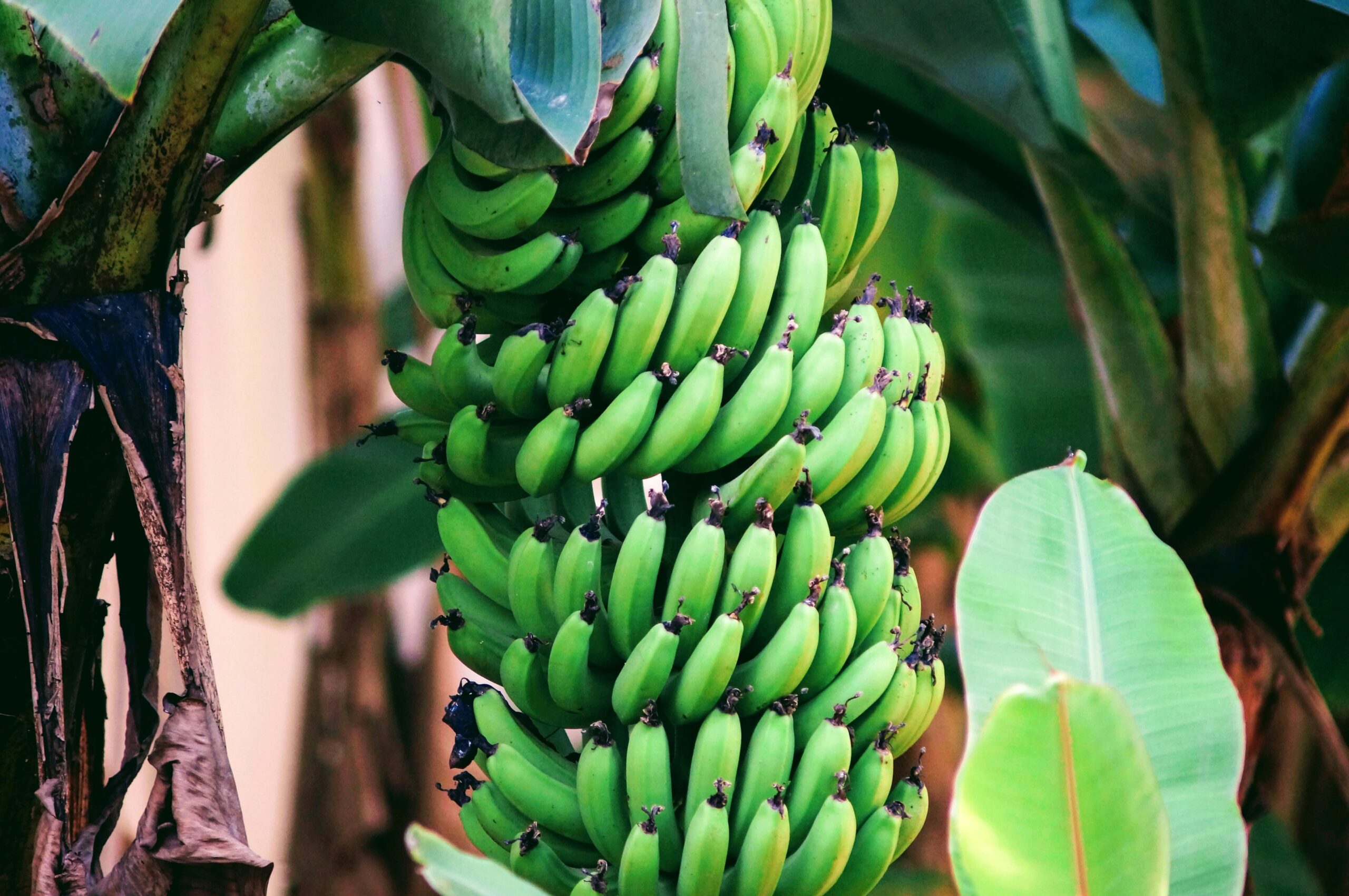 Banana Waste for Synfuels Has An Increasing Appeal