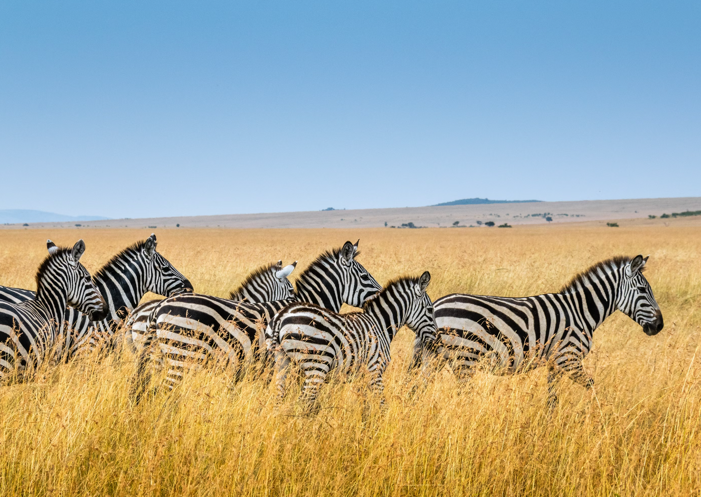 Climate Colonialism Starves Africa of Energy