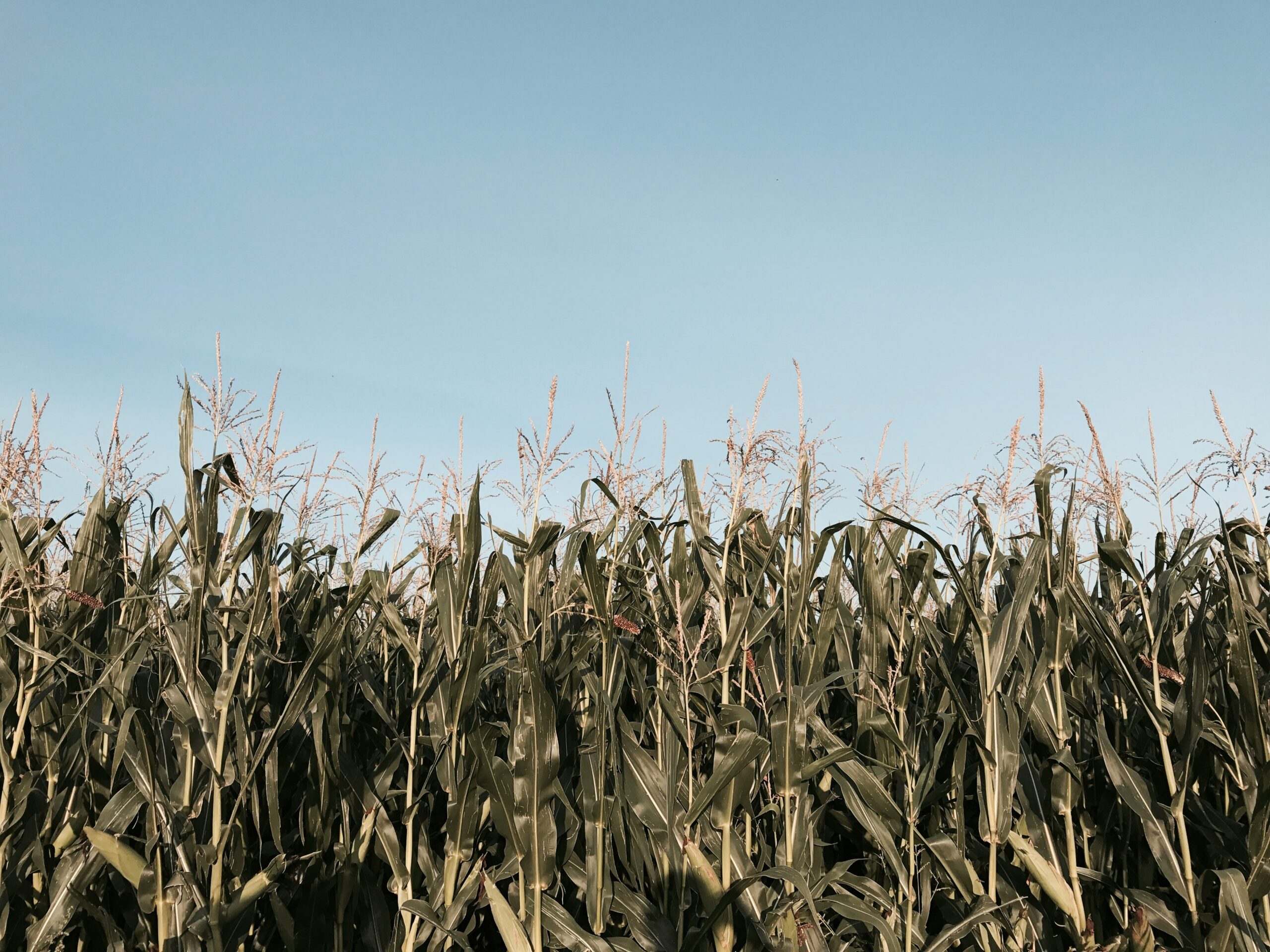 Warming Climate Powers Canadian Agriculture
