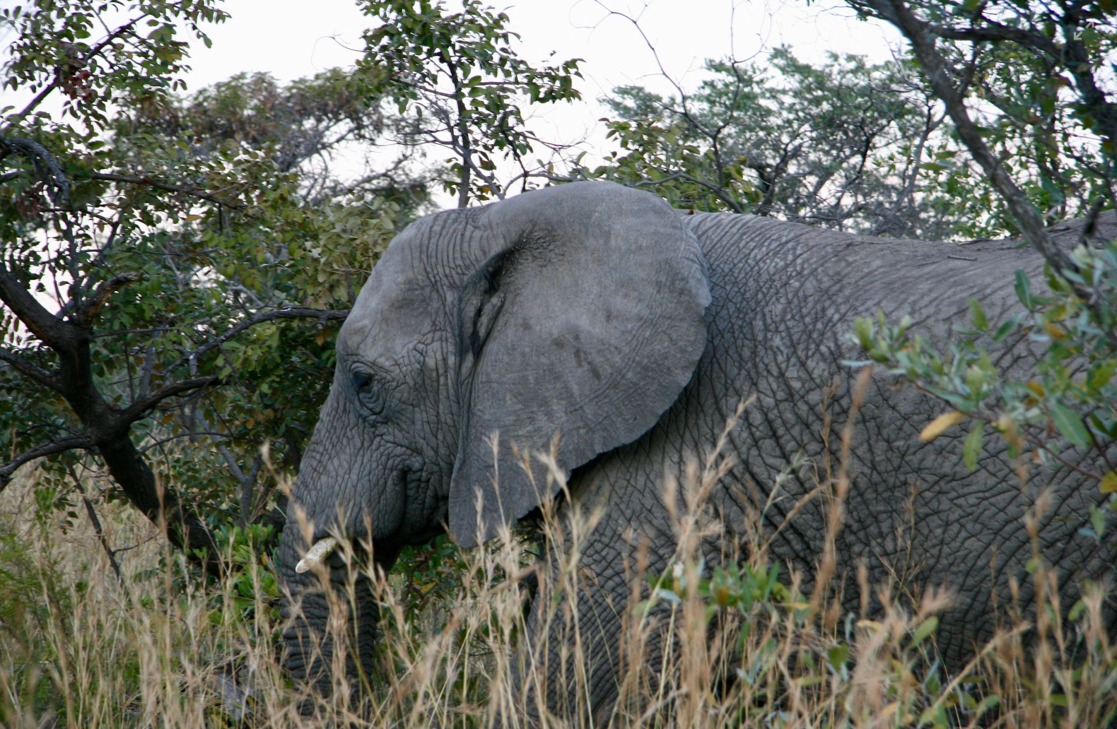 Conservation Successes Defy Climate Pessimism