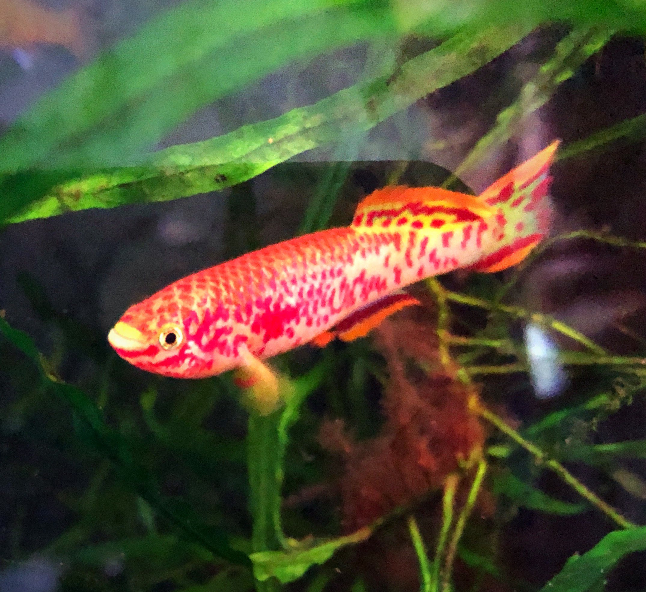 Memory: From newly hatched fish to computer RAM