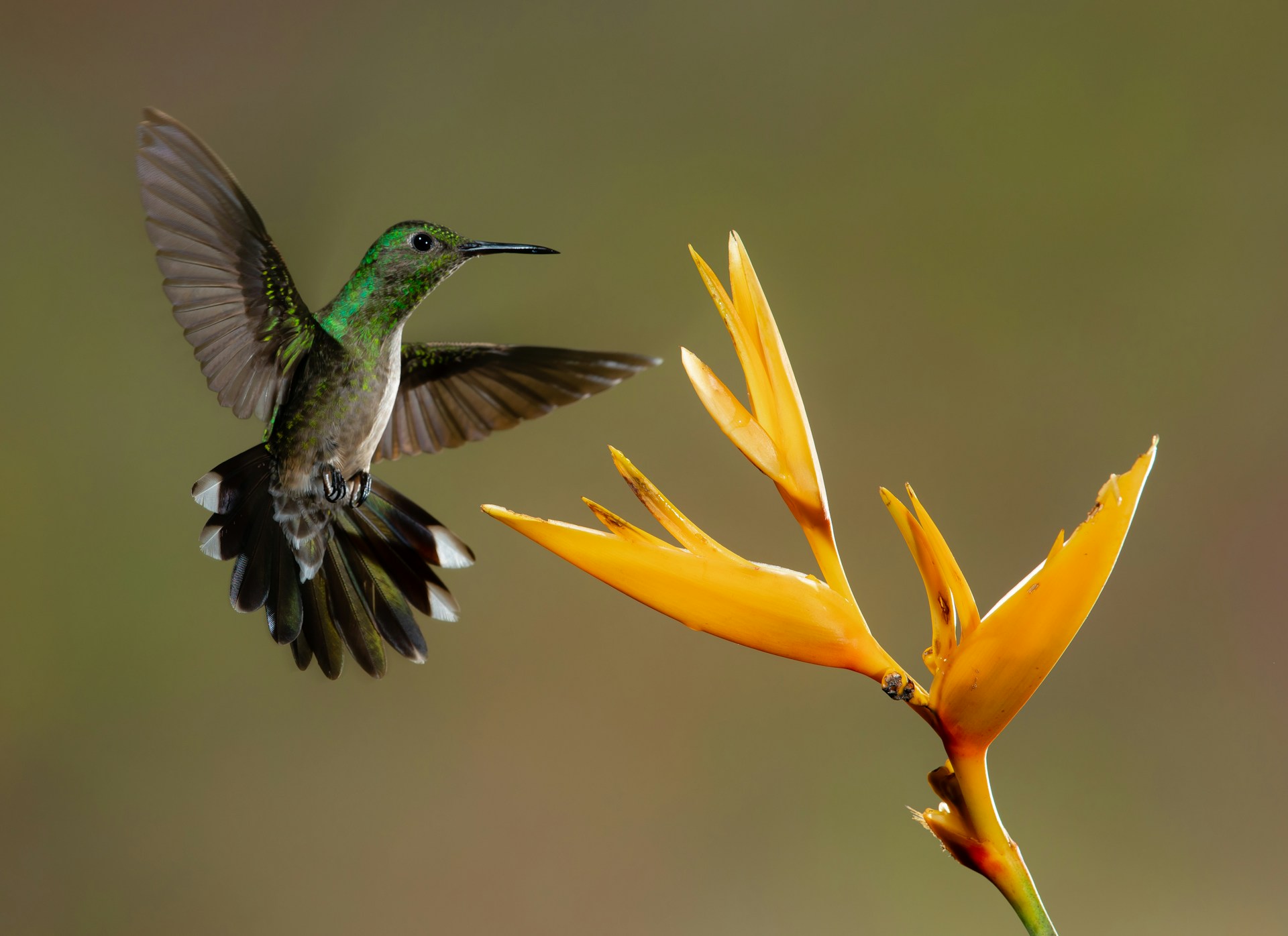 God’s Delightful Book of Nature