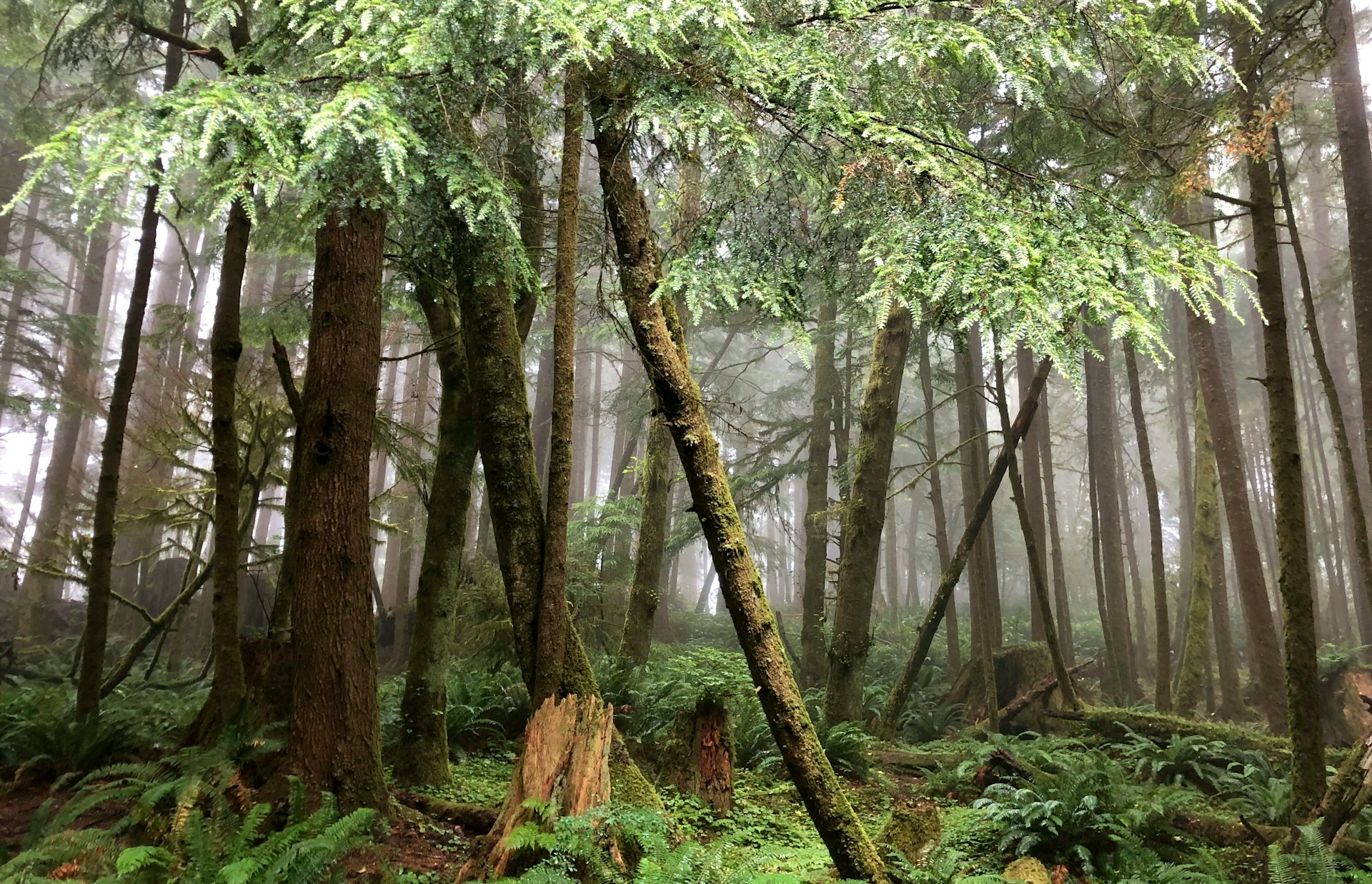 America Returns to Active Forest Management