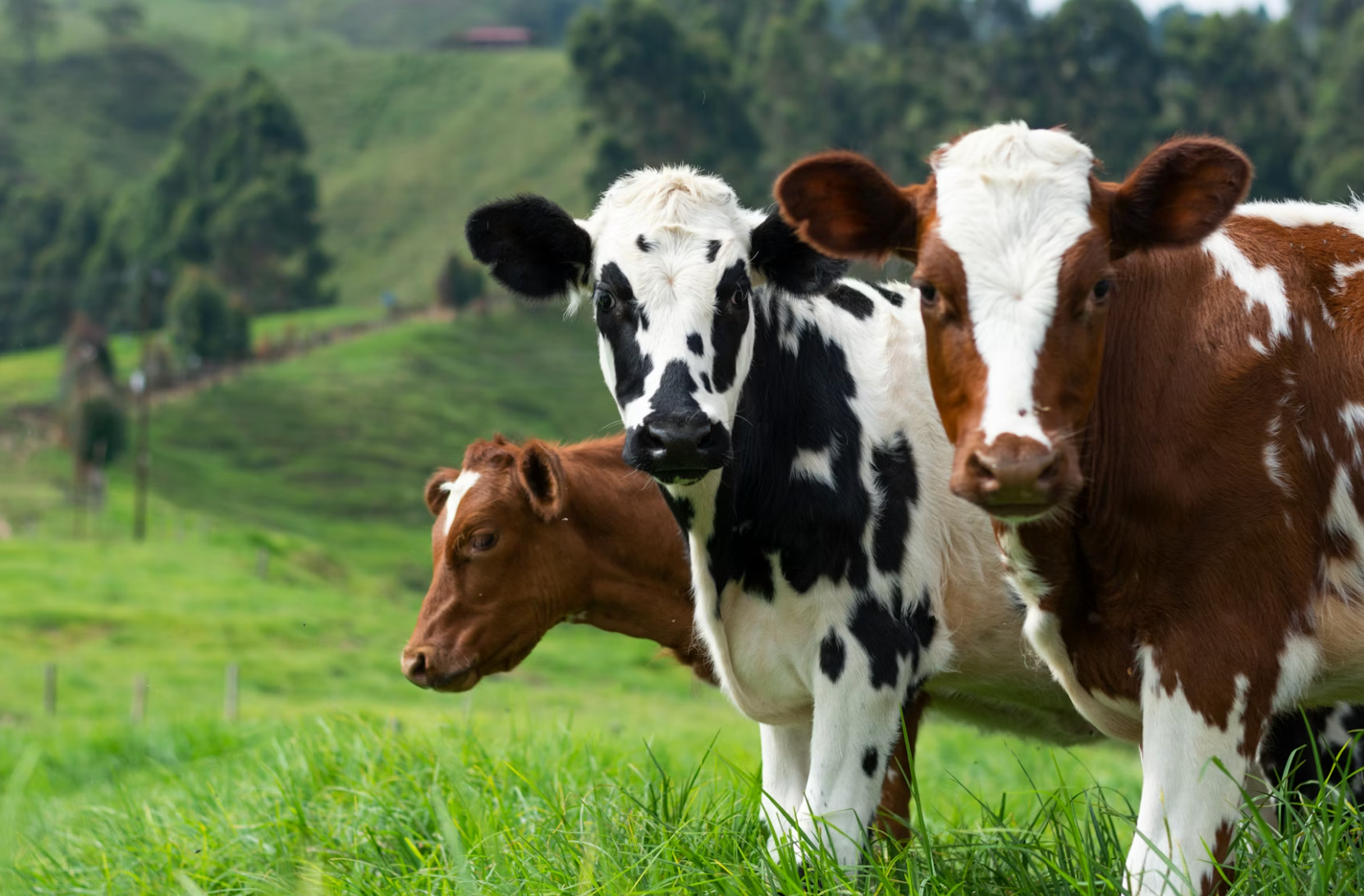 Climate Pseudoscience Debunked: Livestock Methane Fears are Baseless